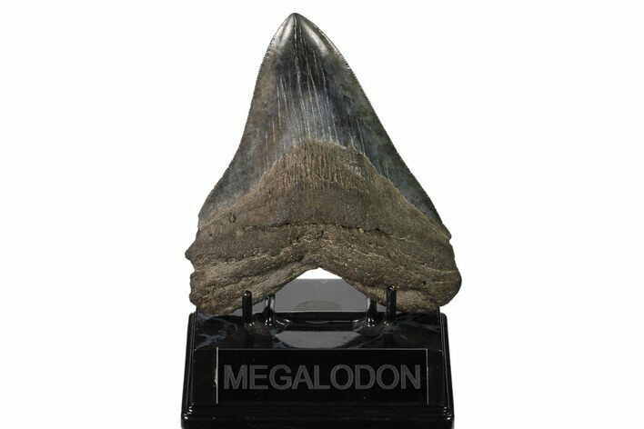 Serrated, Fossil Megalodon Tooth - South Carolina #160411
